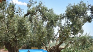 Un espace piscine agrémenté d’un chemin en pierre, d’une rambarde en métal et d’oliviers.