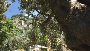 Une cour avec un grand arbre, un chemin pavé et un bâtiment doté d’un mur en briques et de fenêtres.