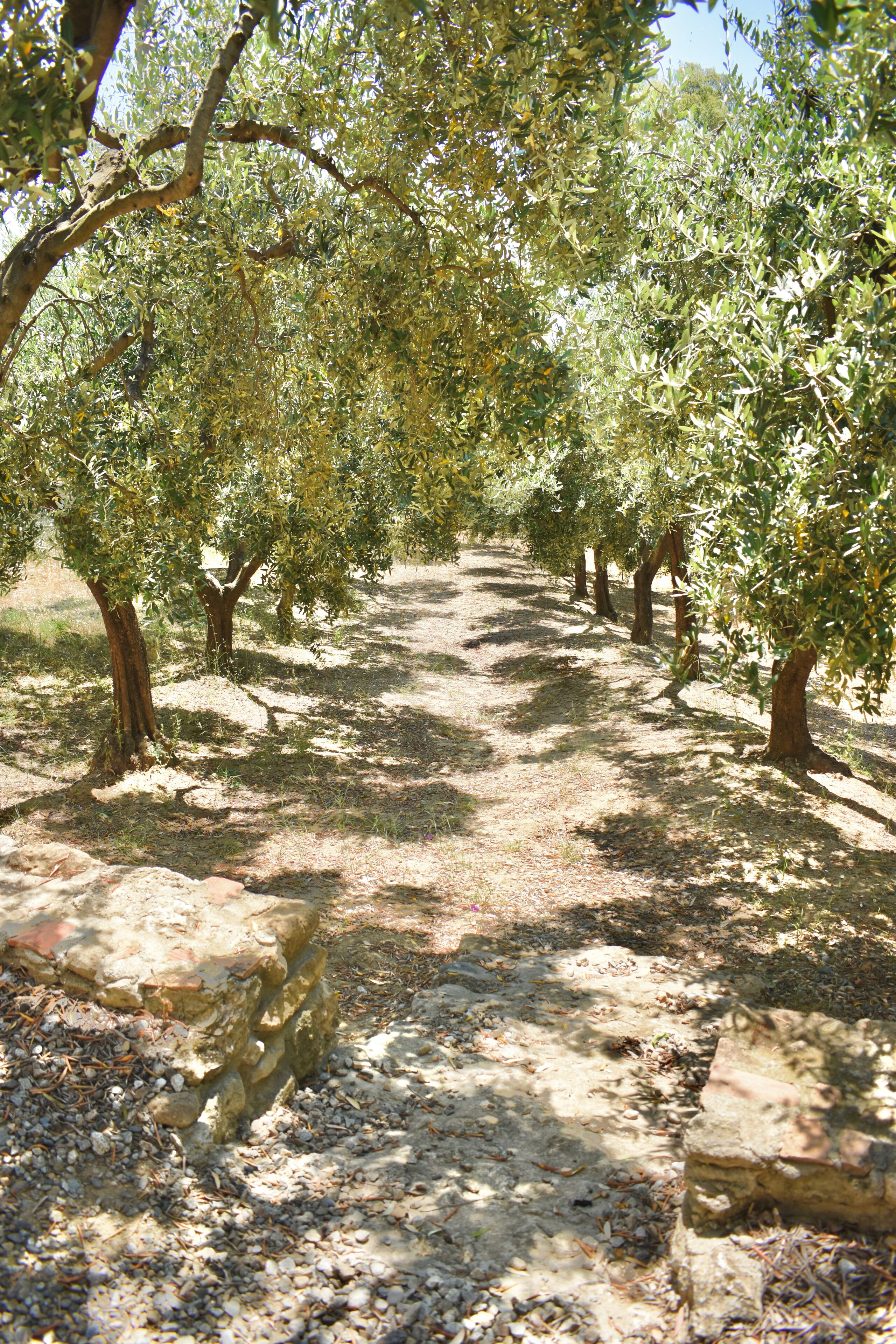 Foto - Azienda Agrituristica Le Puzelle