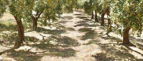 A pathway lined with olive trees, a stone wall, and a gravel ground.