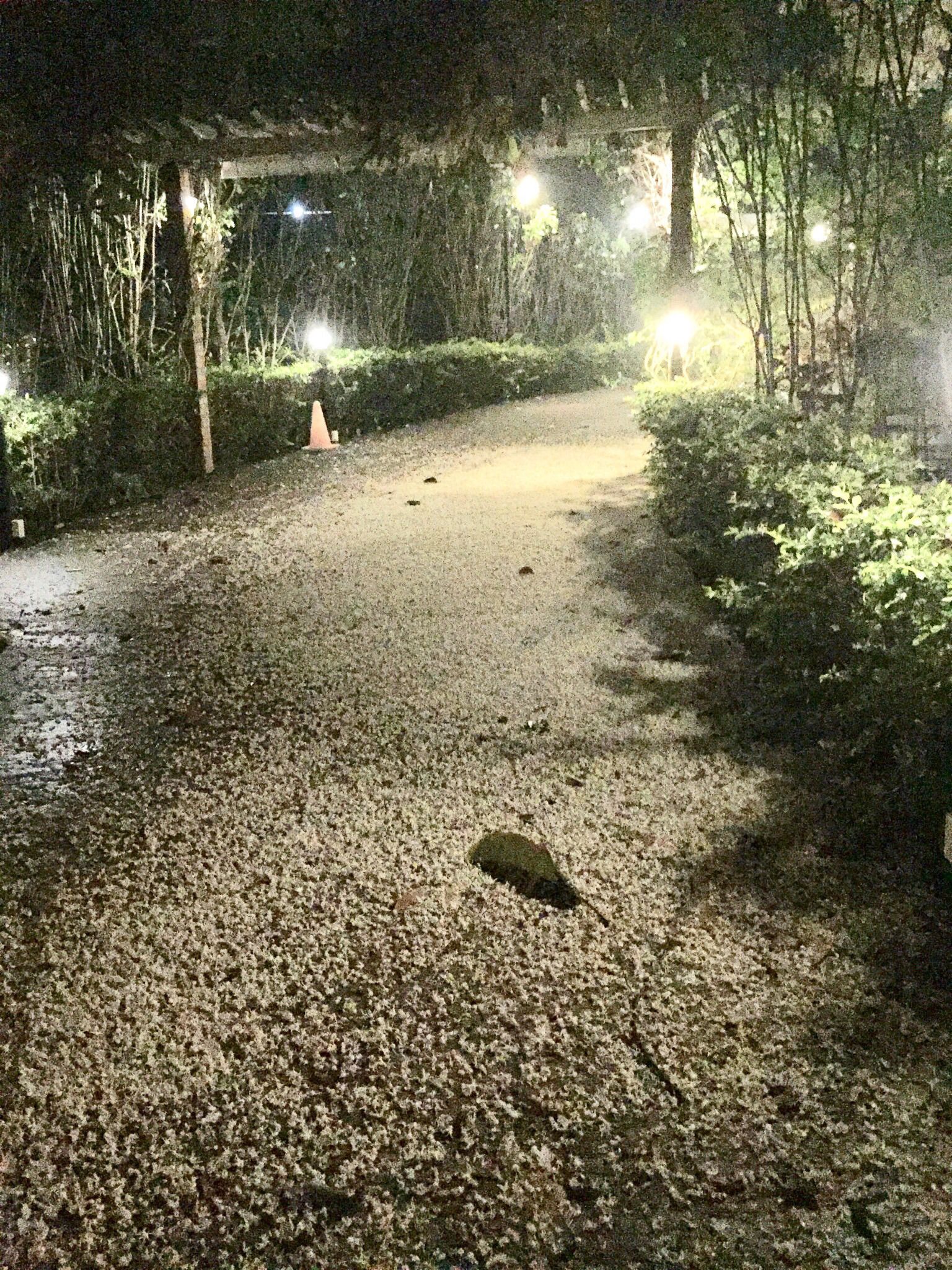 Un sendero de grava con una roca en el centro, rodeado de follaje y árboles.