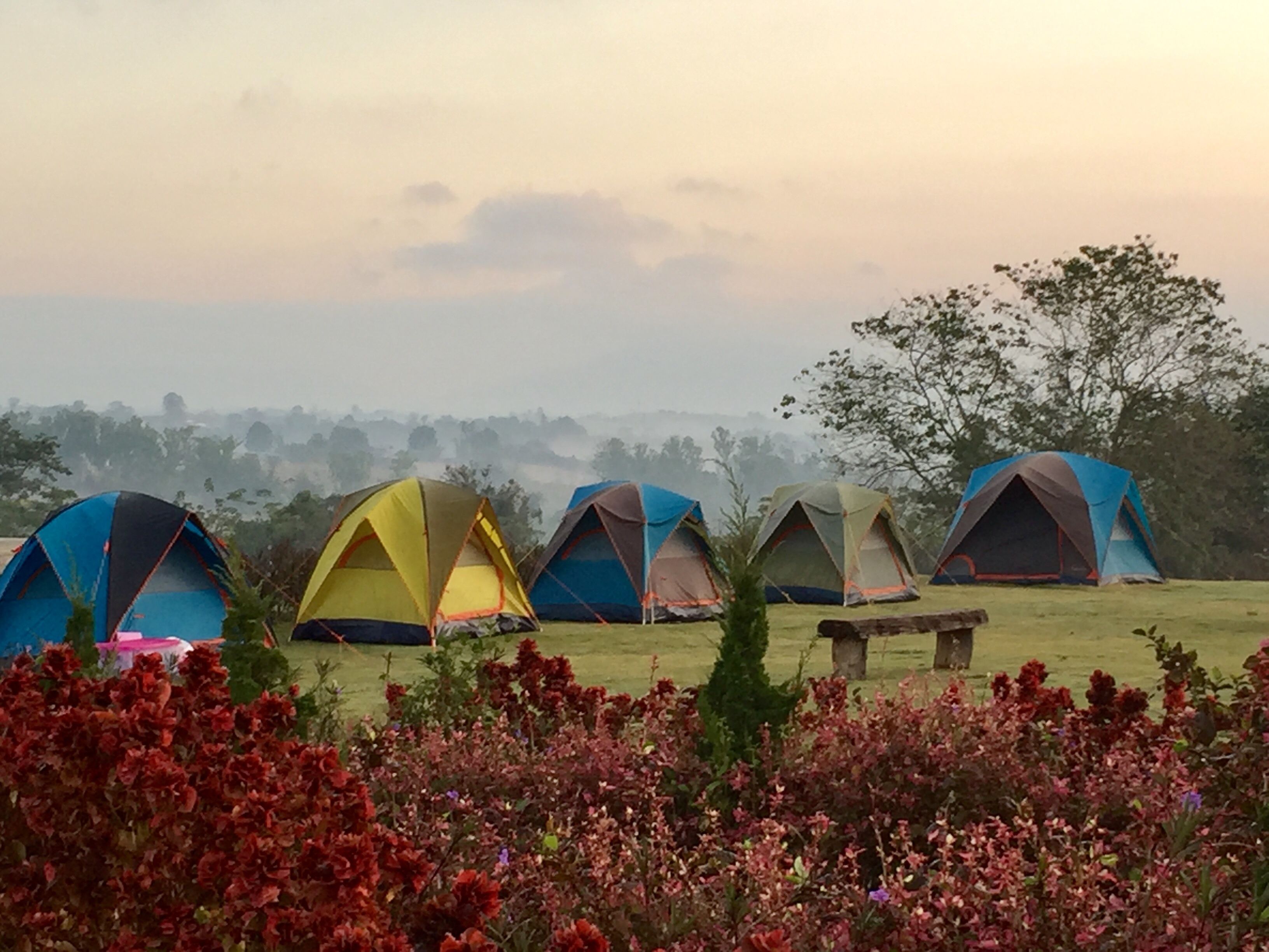 A row of colorful tents in a campsite with a grassy field and flowering plants in the foreground.