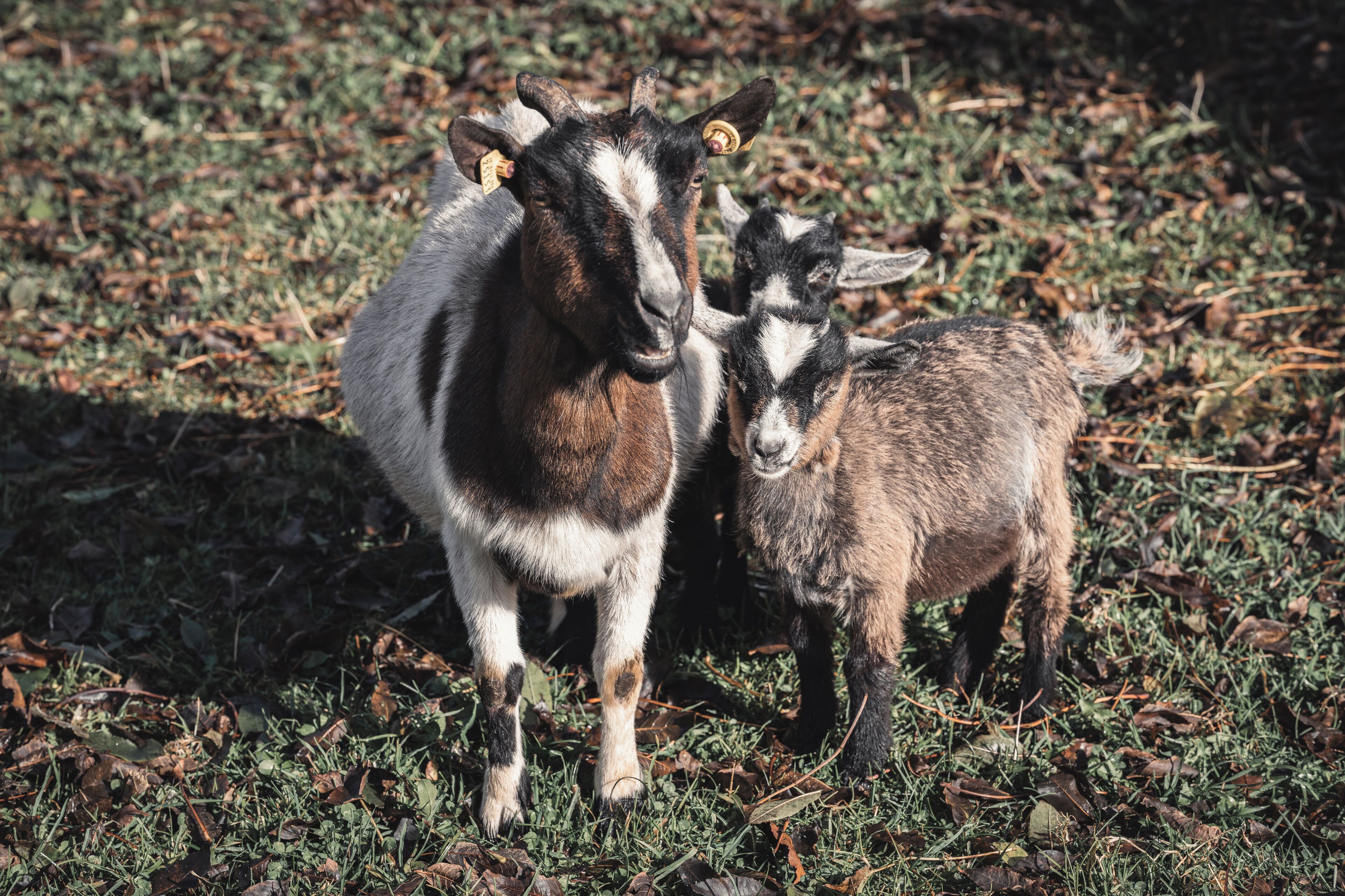 Deux chèvres se tiennent dans un champ d’herbe.