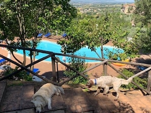 A pool area with a wooden fence, a dog, and a view of a landscape with buildings in the distance.