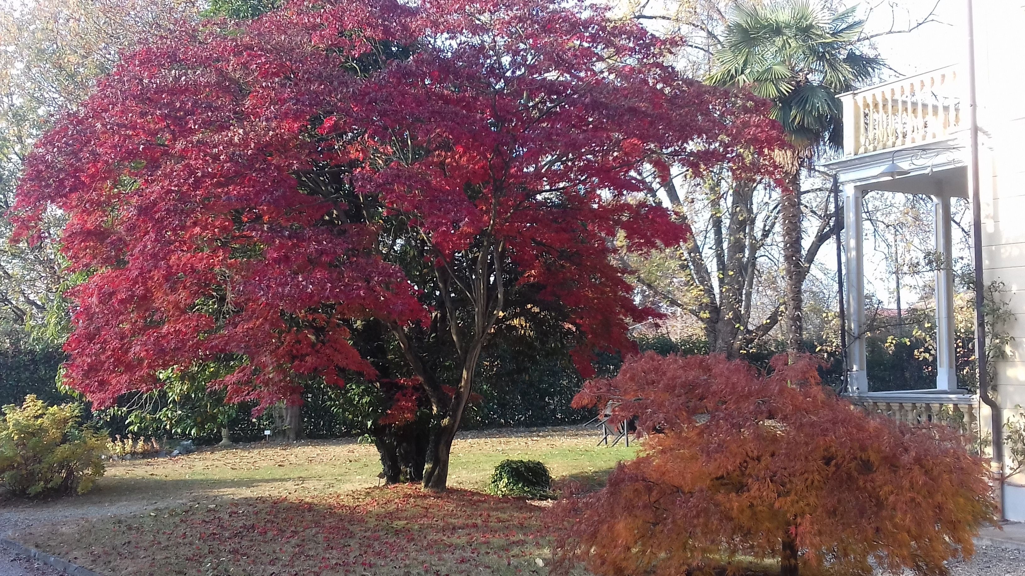 A tree with red foliage in a garden setting.