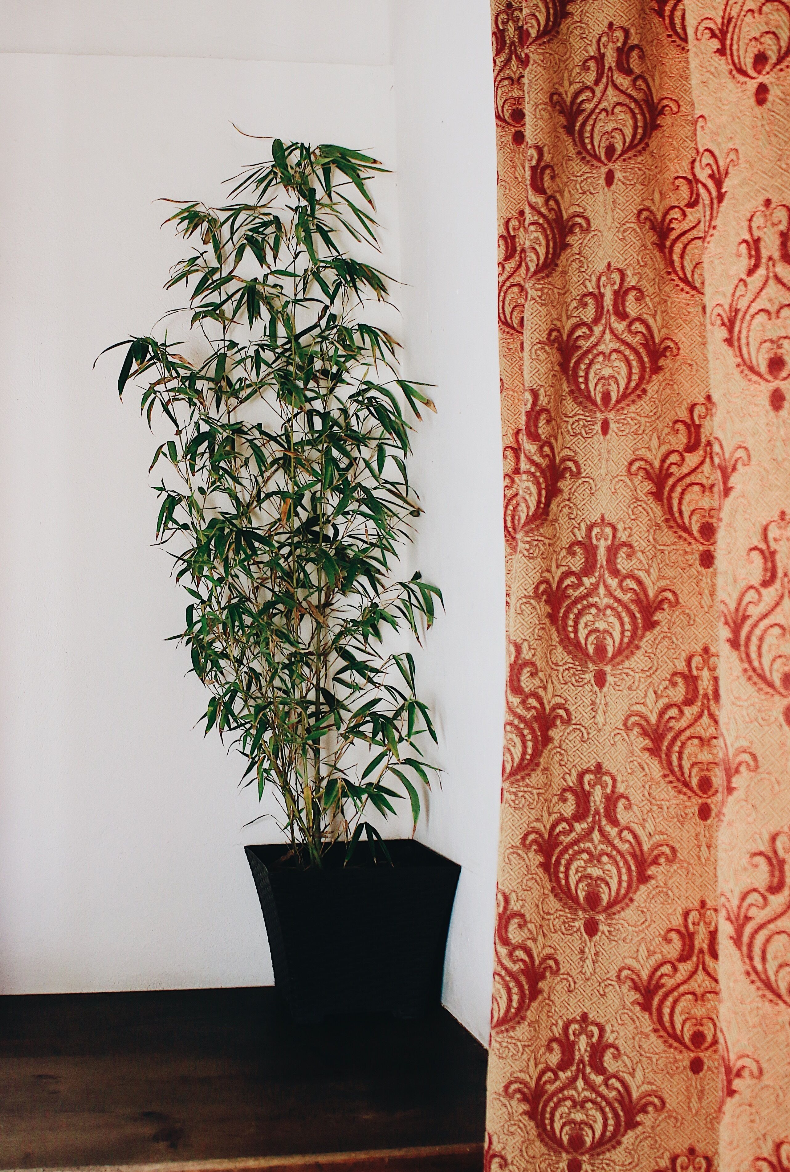 Un plant de bambou en pot, dans un pot noir, est placé devant un mur blanc, et on aperçoit une partie d’un rideau rouge à motifs.