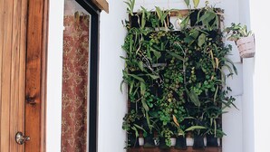 Una esquina con una puerta de madera, una ventana con cortinas estampadas y una repisa de pared con diversas plantas verdes.