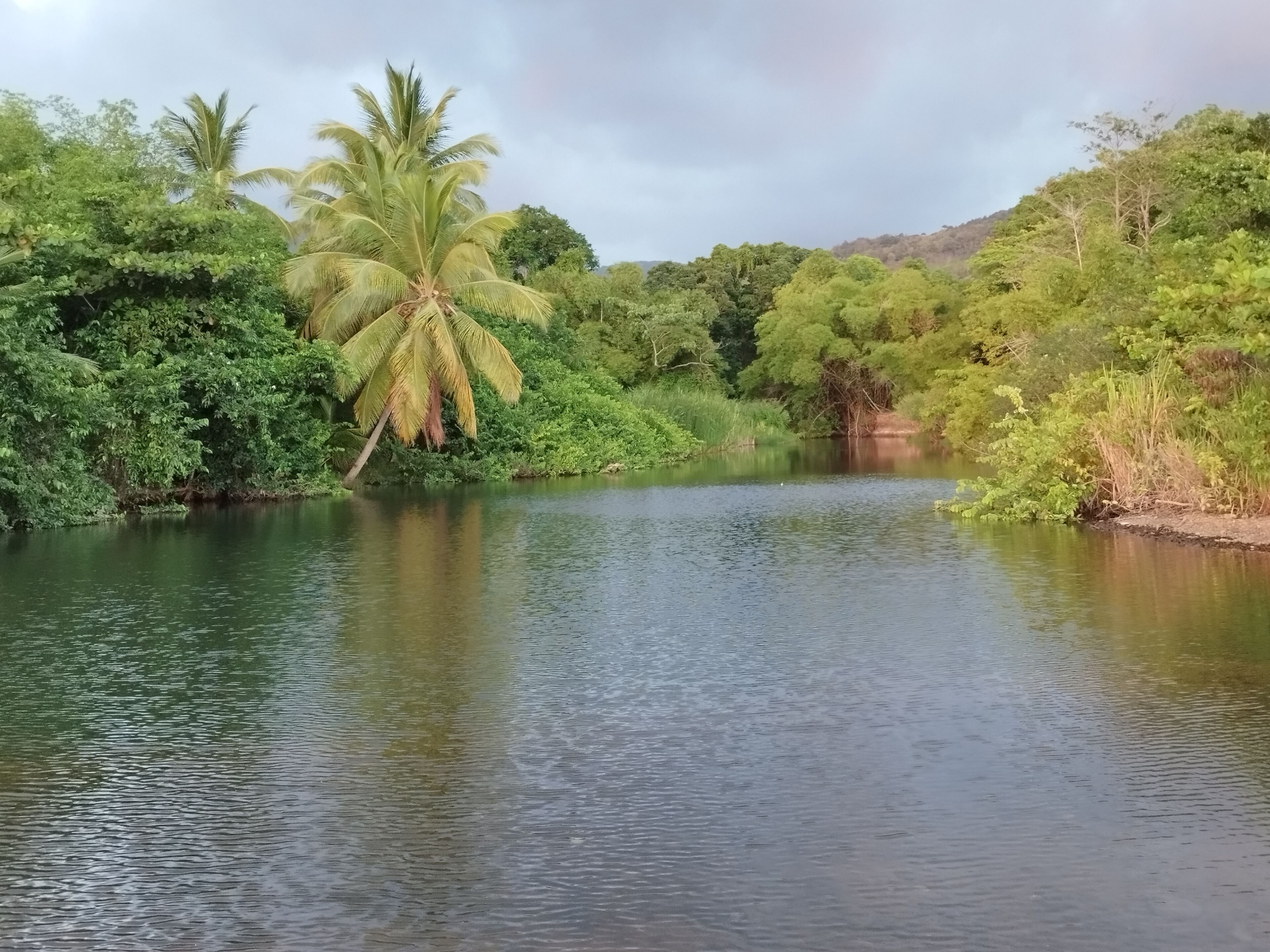 A calm river surrounded by dense greenery and trees.
