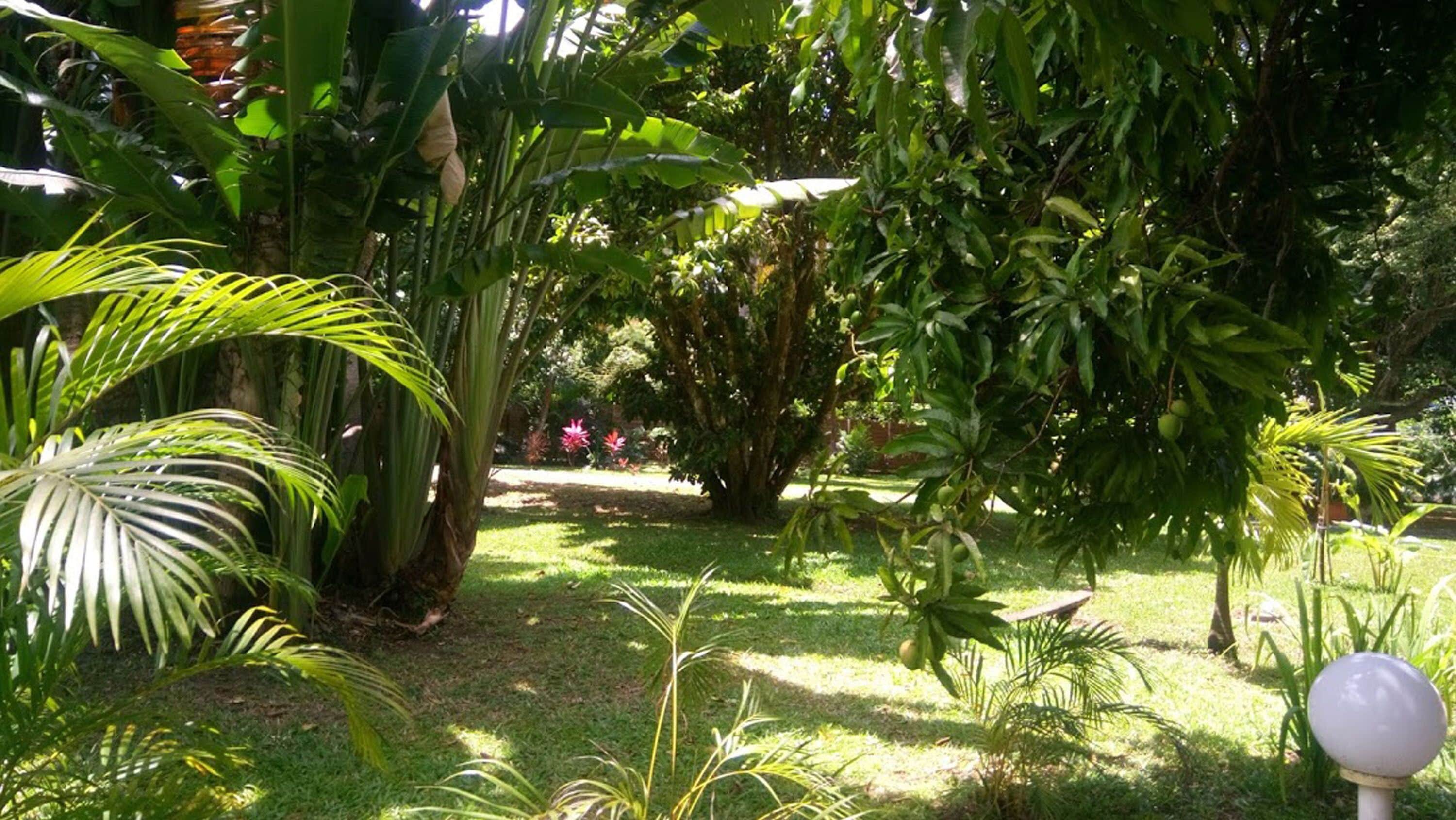 Un jardin luxuriant, parsemé de différentes plantes tropicales, et agrémenté d’un sentier.