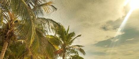 A beach with palm trees, lounge chairs, and a sandy shore.