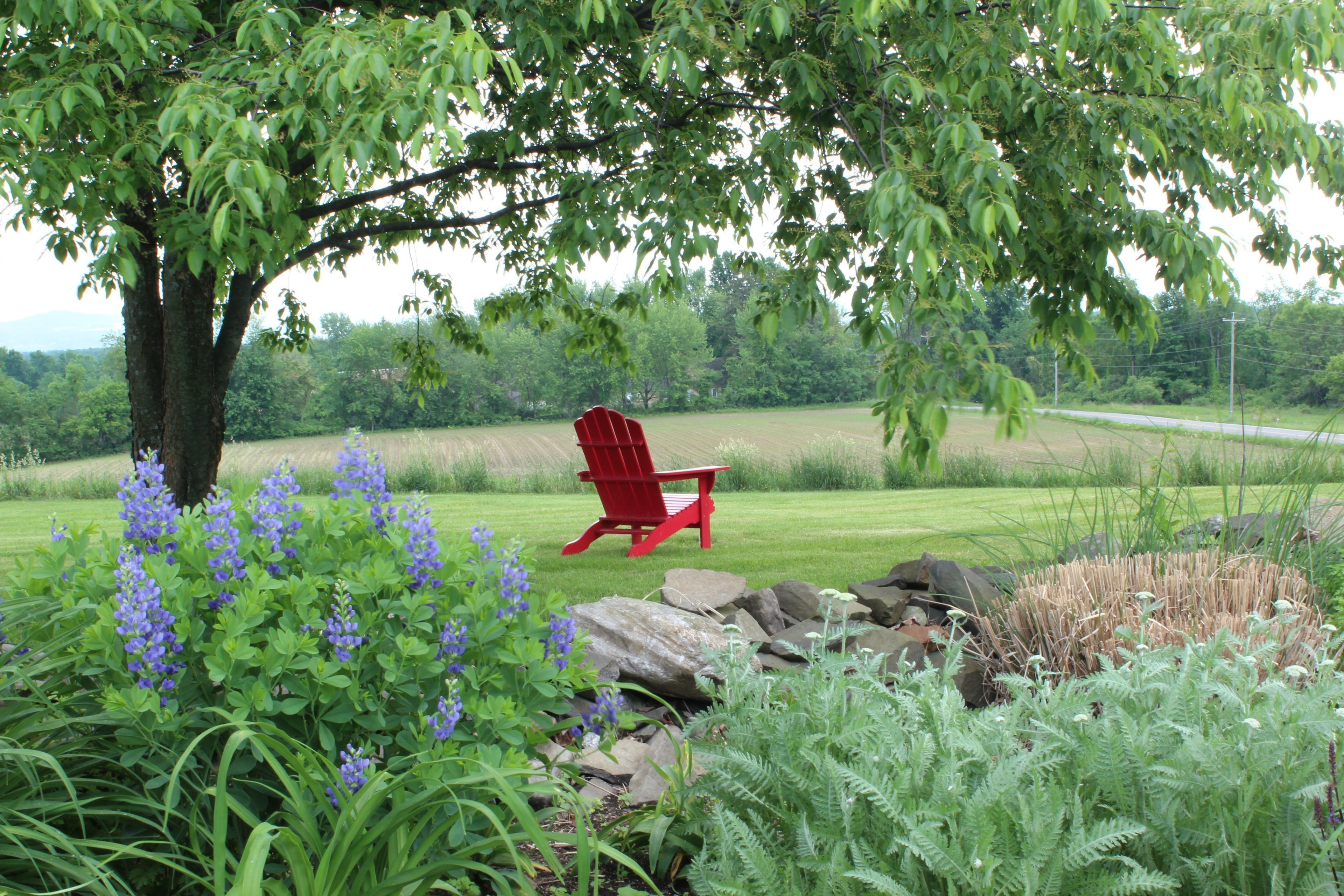 Ein roter Adirondack-Stuhl in einem üppigen Garten mit verschiedenen Pflanzen und einem großen Baum.