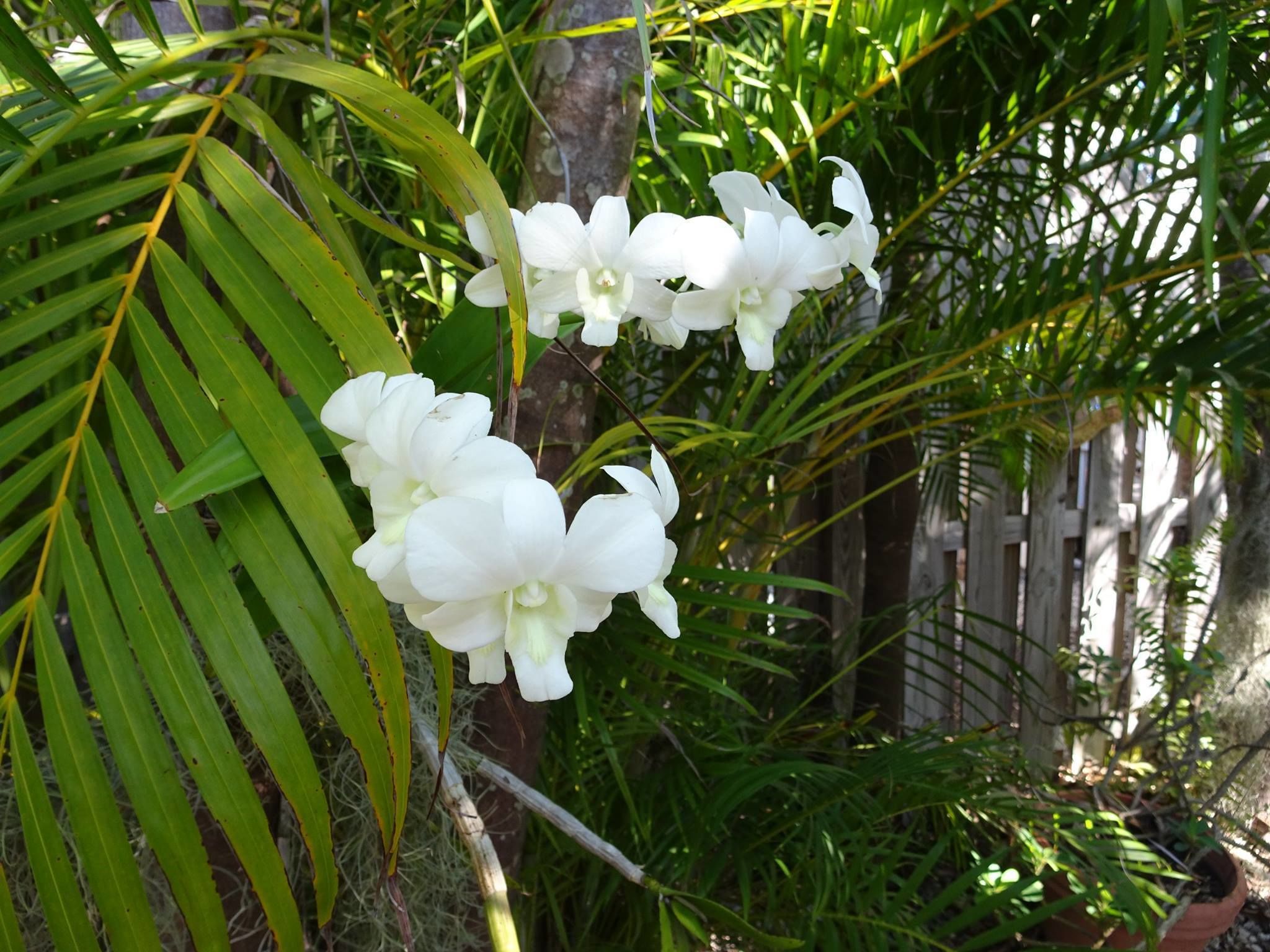 Foto - Suite Dreams Inn by the Beach