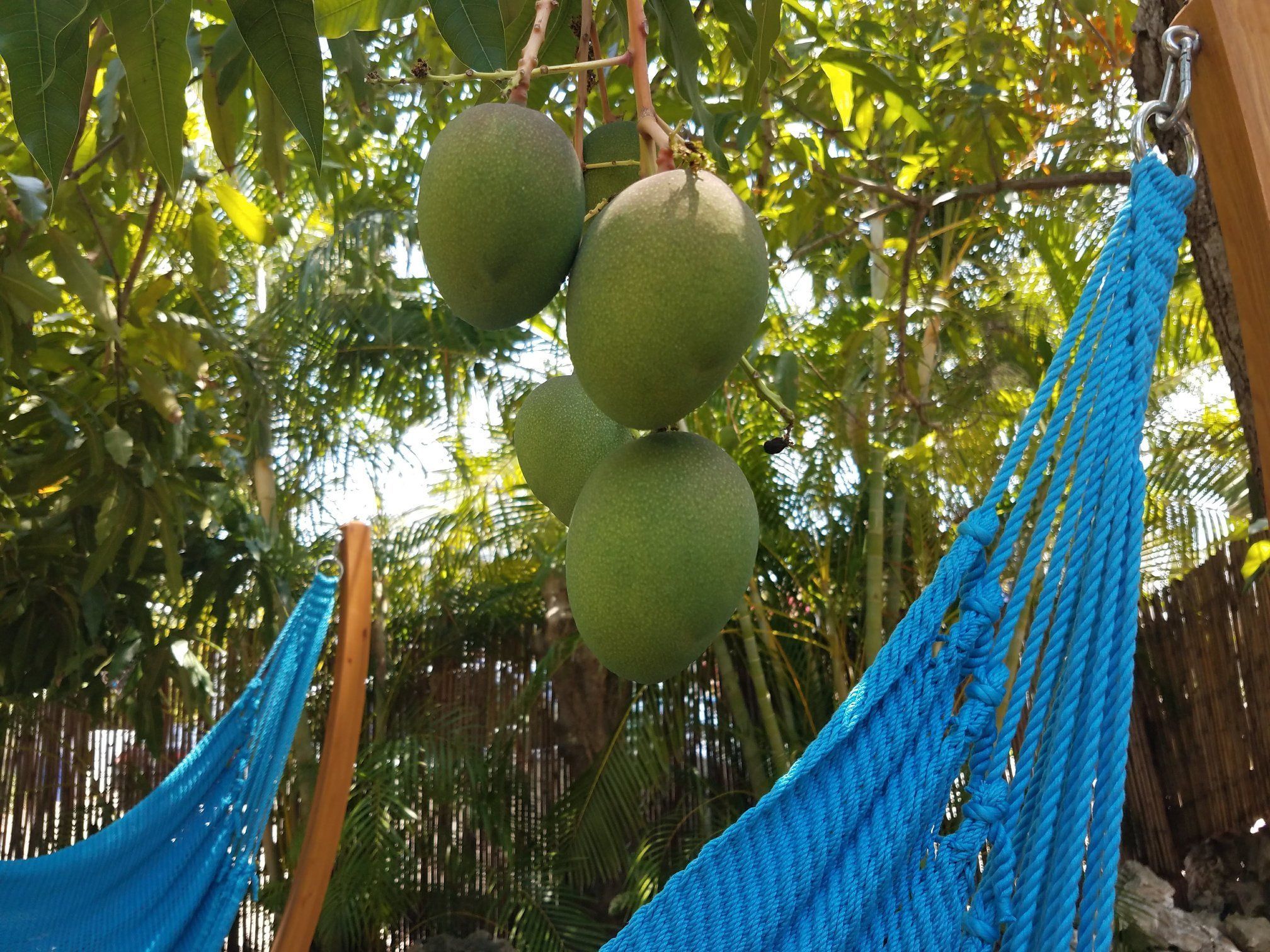A hammock tied to a tree branch with green fruits hanging nearby.