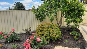 Ein Garten mit vielfältigen Pflanzen und einem Baum mit grünen Früchten.