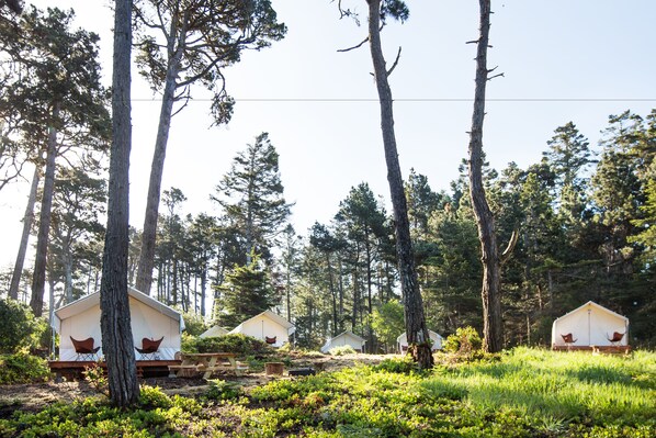 A row of cabins in a forested area with natural surroundings.