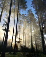 Un bosque con árboles altos y un banco.
