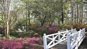 A wooden bridge with white railings in a forested area with pink flowering shrubs. - See, Hear & Feel the Ocean from this Beach Bungalow with Private Multi-Level Deck & Swing Chair! (Folly Beach)