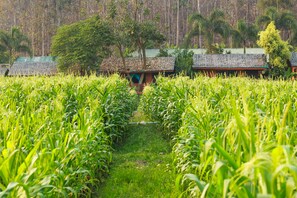 Property grounds - Karen Eco Lodge (Mae Wang)