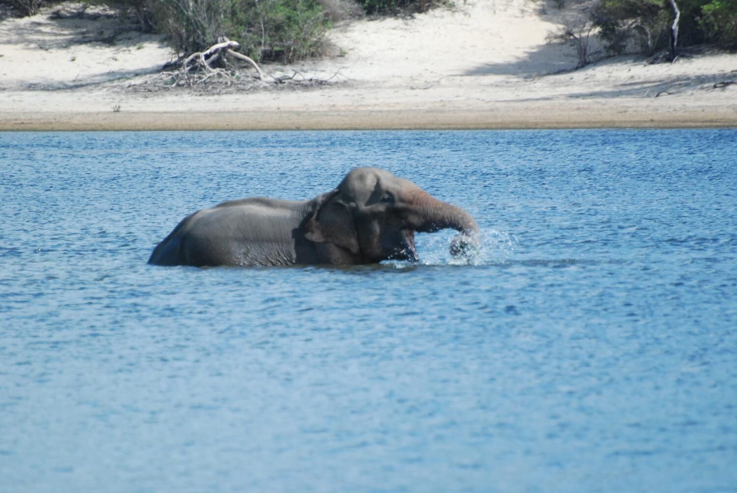 Un elefante parcialmente sumergido en el agua cerca de una playa arenosa con vegetación escasa.