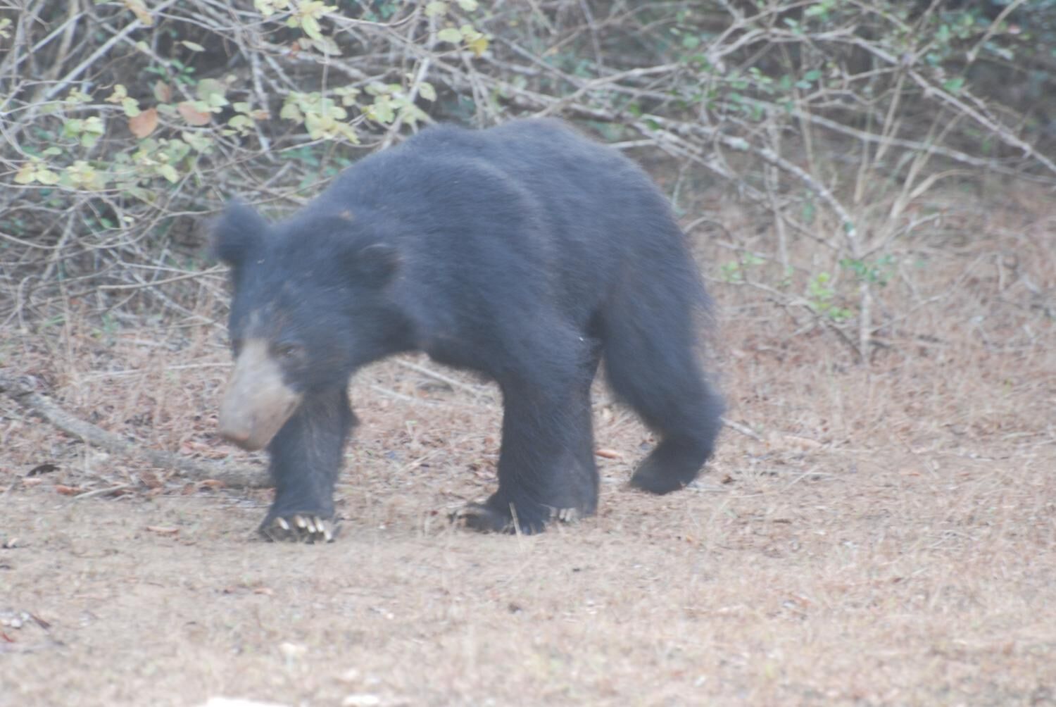 A bear in a natural setting with dry grass and sparse vegetation.