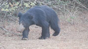 A bear in a natural setting with dry grass and sparse vegetation.