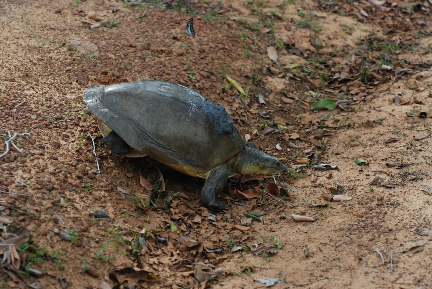 A turtle on a dirt path with sparse vegetation.