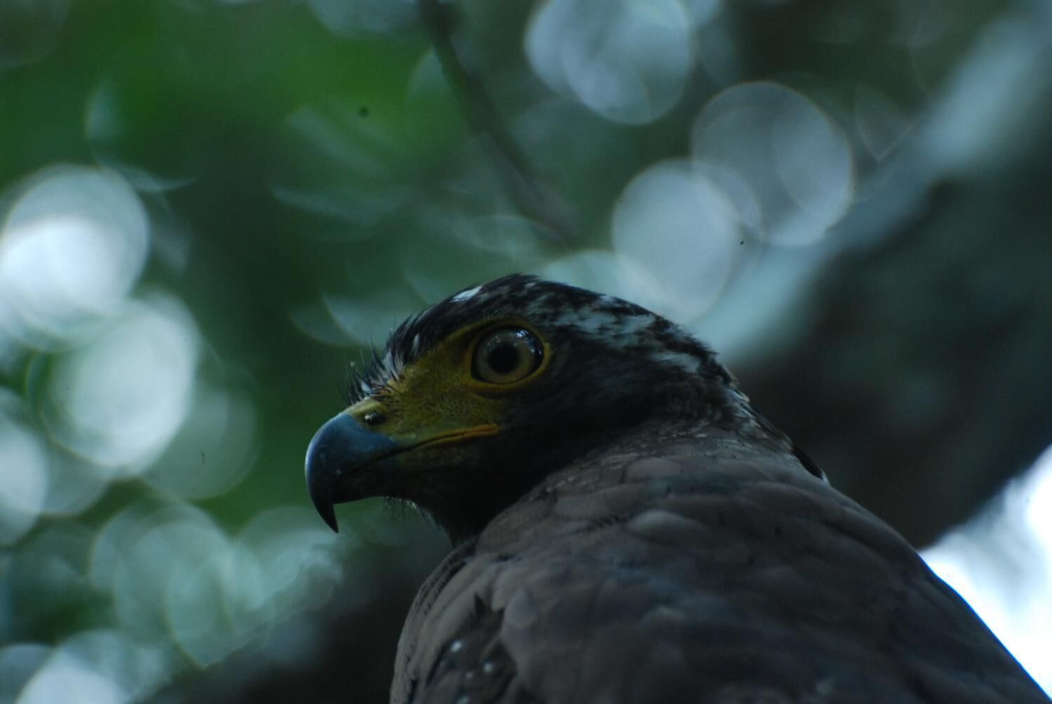 Primer plano de la cabeza de un pájaro, con un ojo y un pico enfocados.