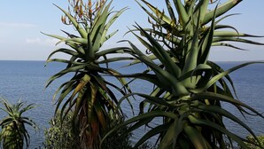A coastal view with aloe vera plants and a palm tree.