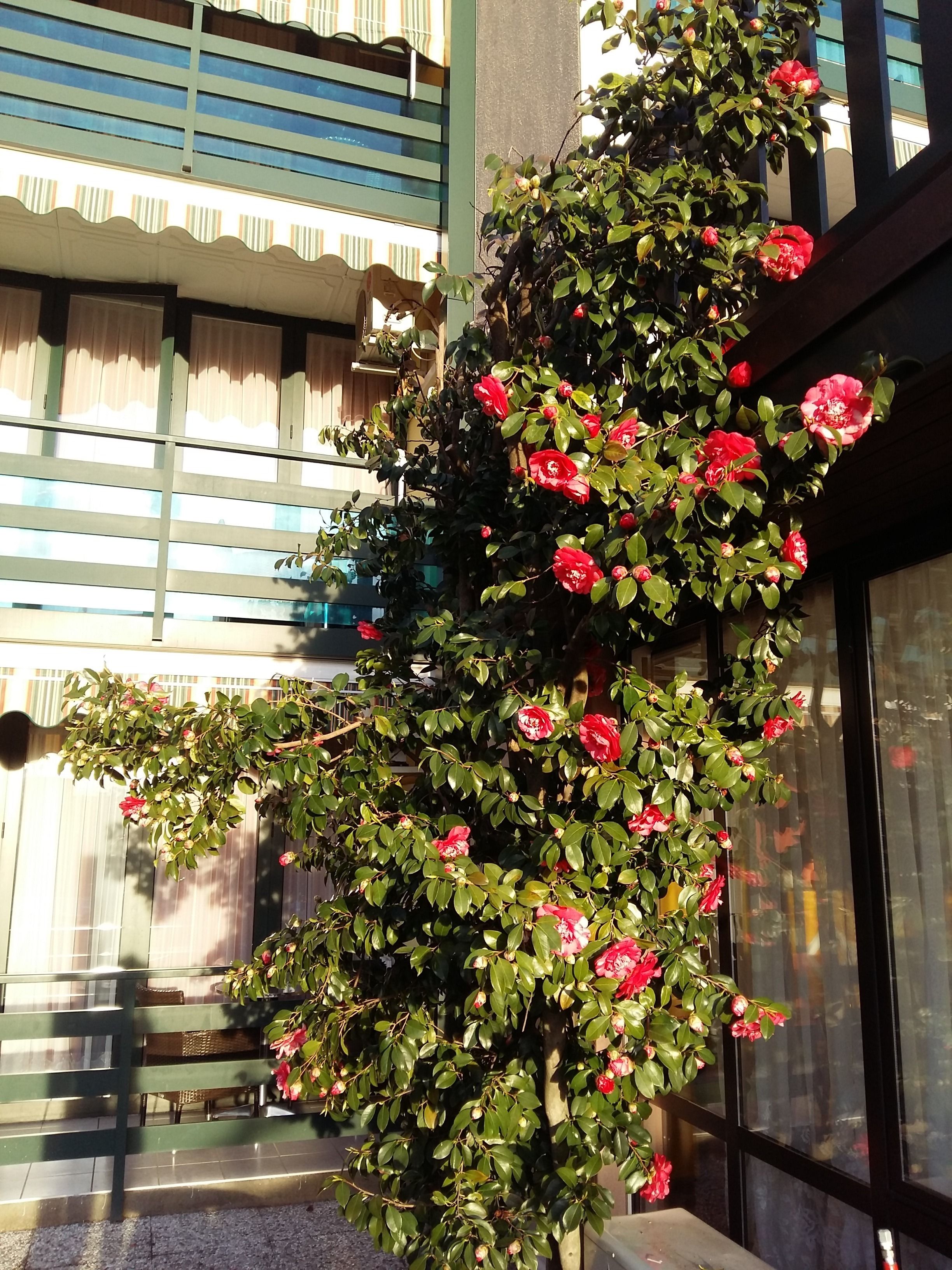 Foto - Hotel Tiziana