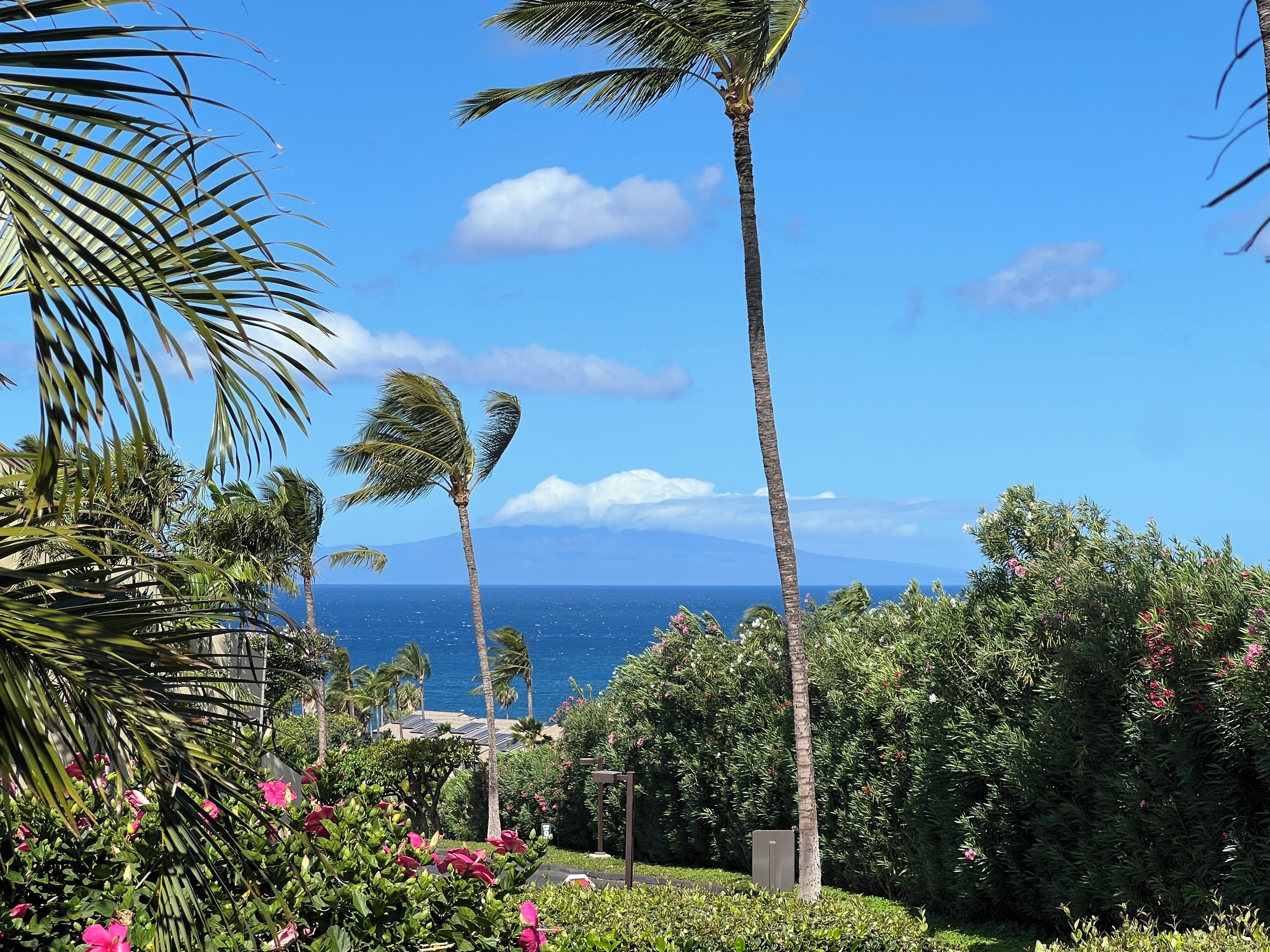 A tropical garden with palm trees and pink flowers, overlooking a body of water.