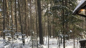 Una terraza de madera que da a un bosque nevado con árboles altos y una valla de madera.