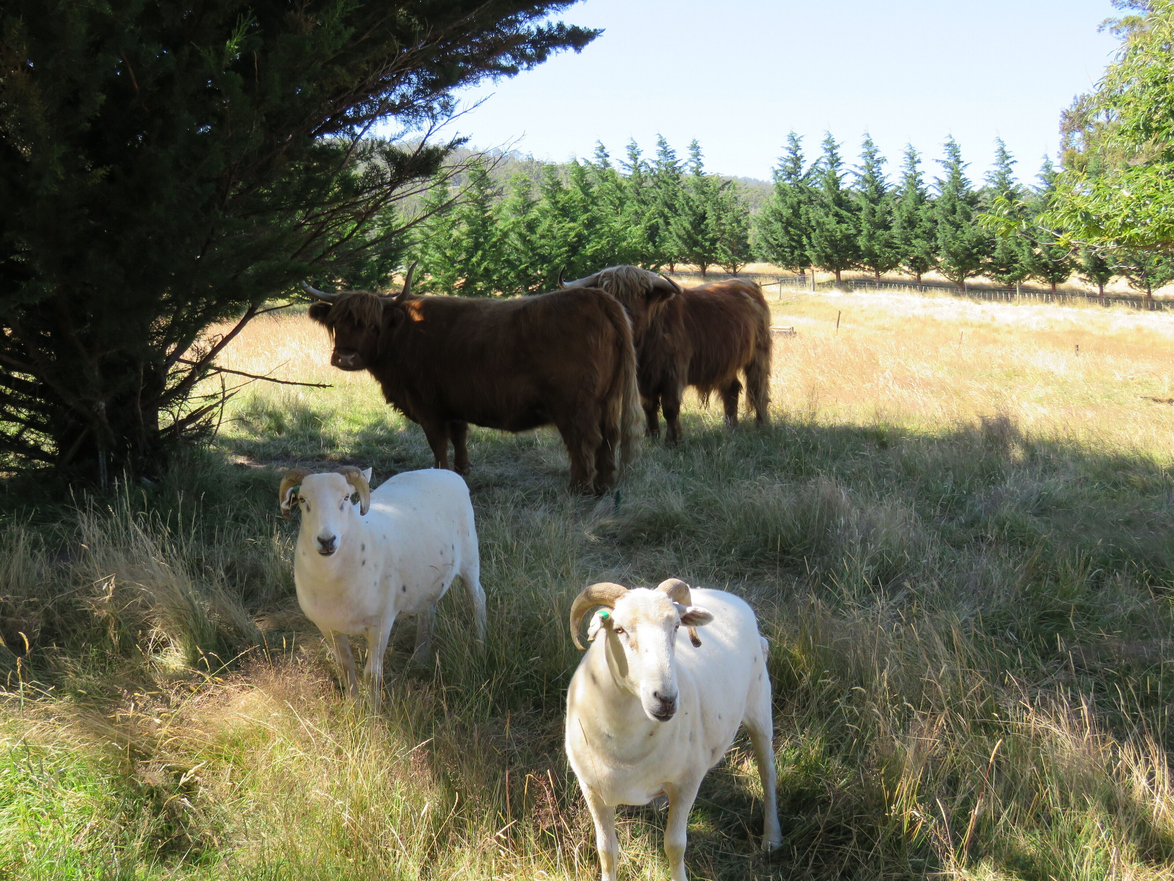 Windflowers Farmhouse B & B — image 29