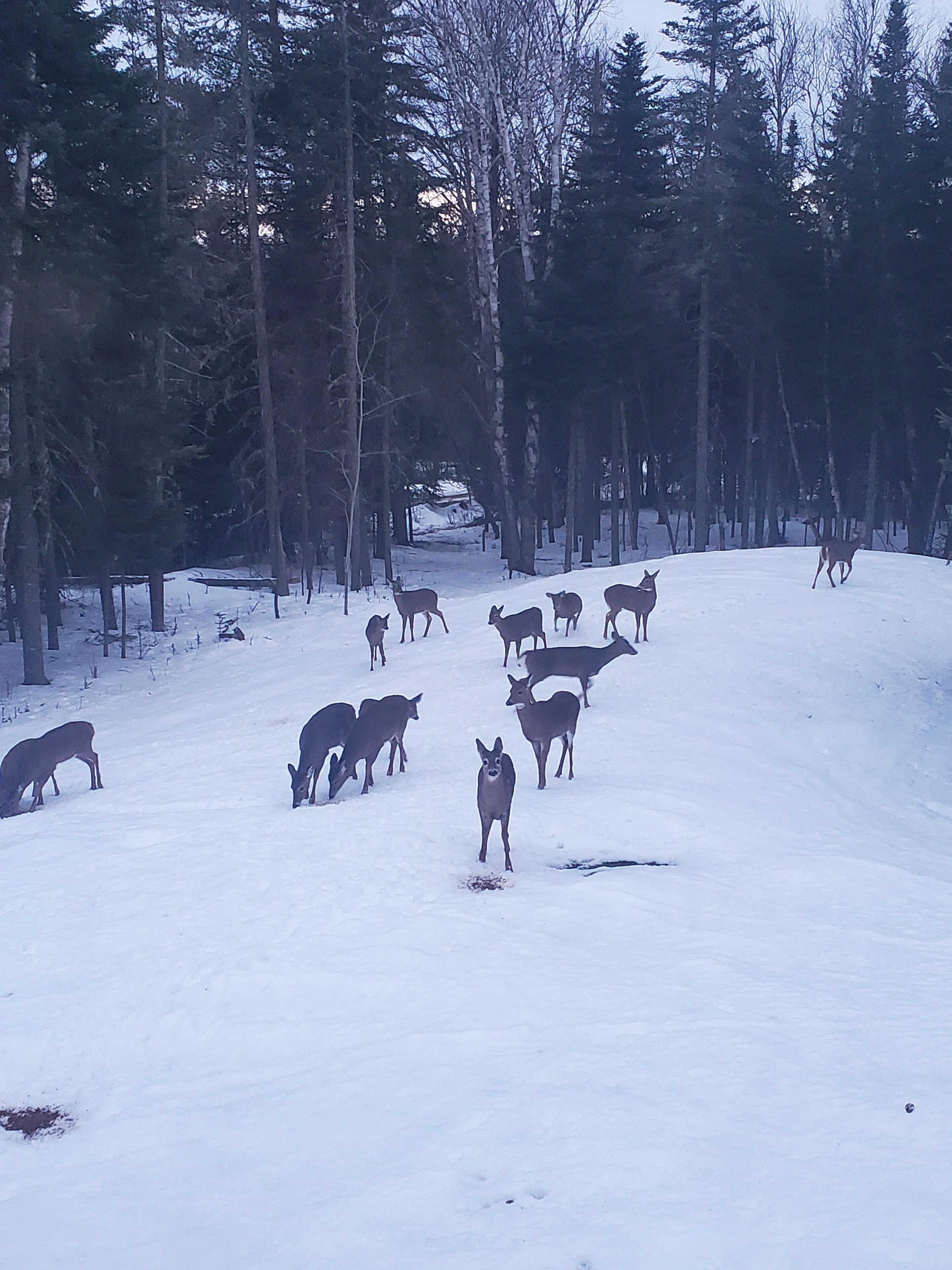 Un paisaje nevado con un grupo de ciervos pastando en una zona boscosa.