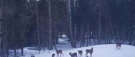 Un paisaje nevado con un grupo de ciervos pastando en una zona boscosa.