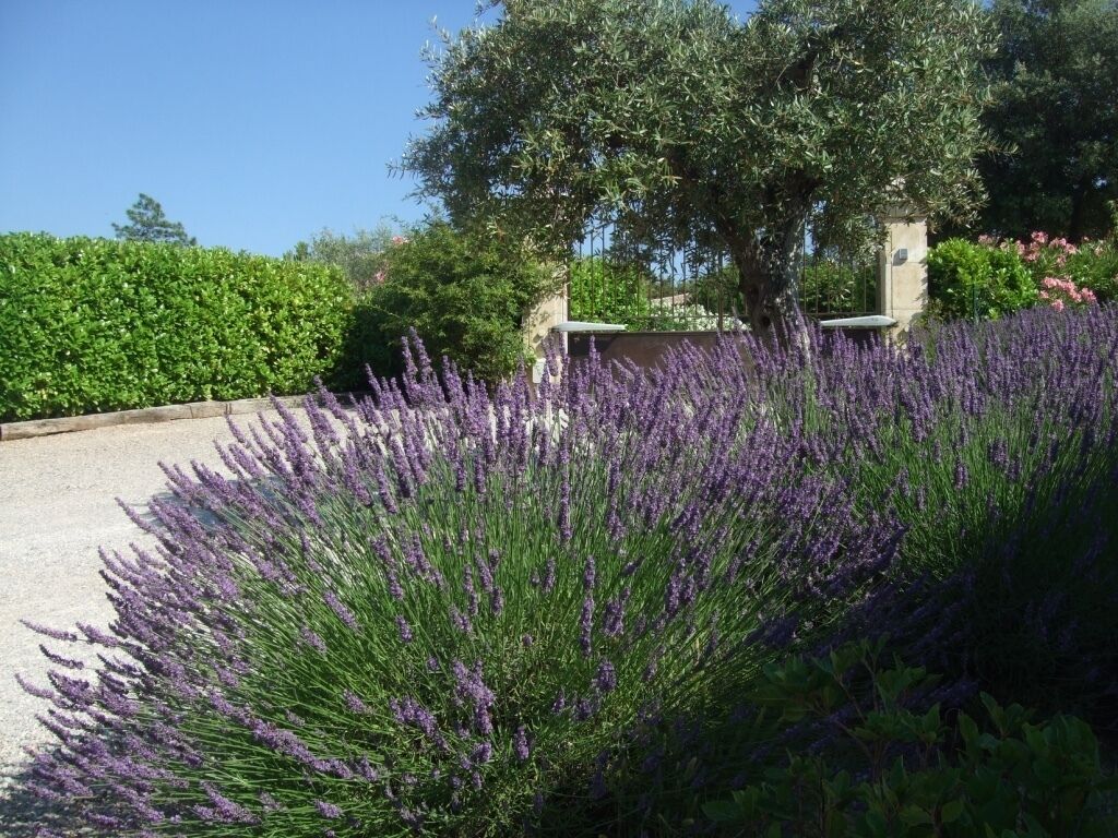 Un jardin agrémenté de buissons de lavande et d’un mur en pierre.