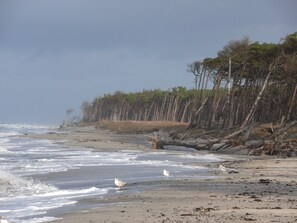 A beach with waves, seagulls, and a forested area.