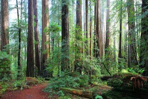 A dense forest with tall trees, a dirt path, and lush greenery.