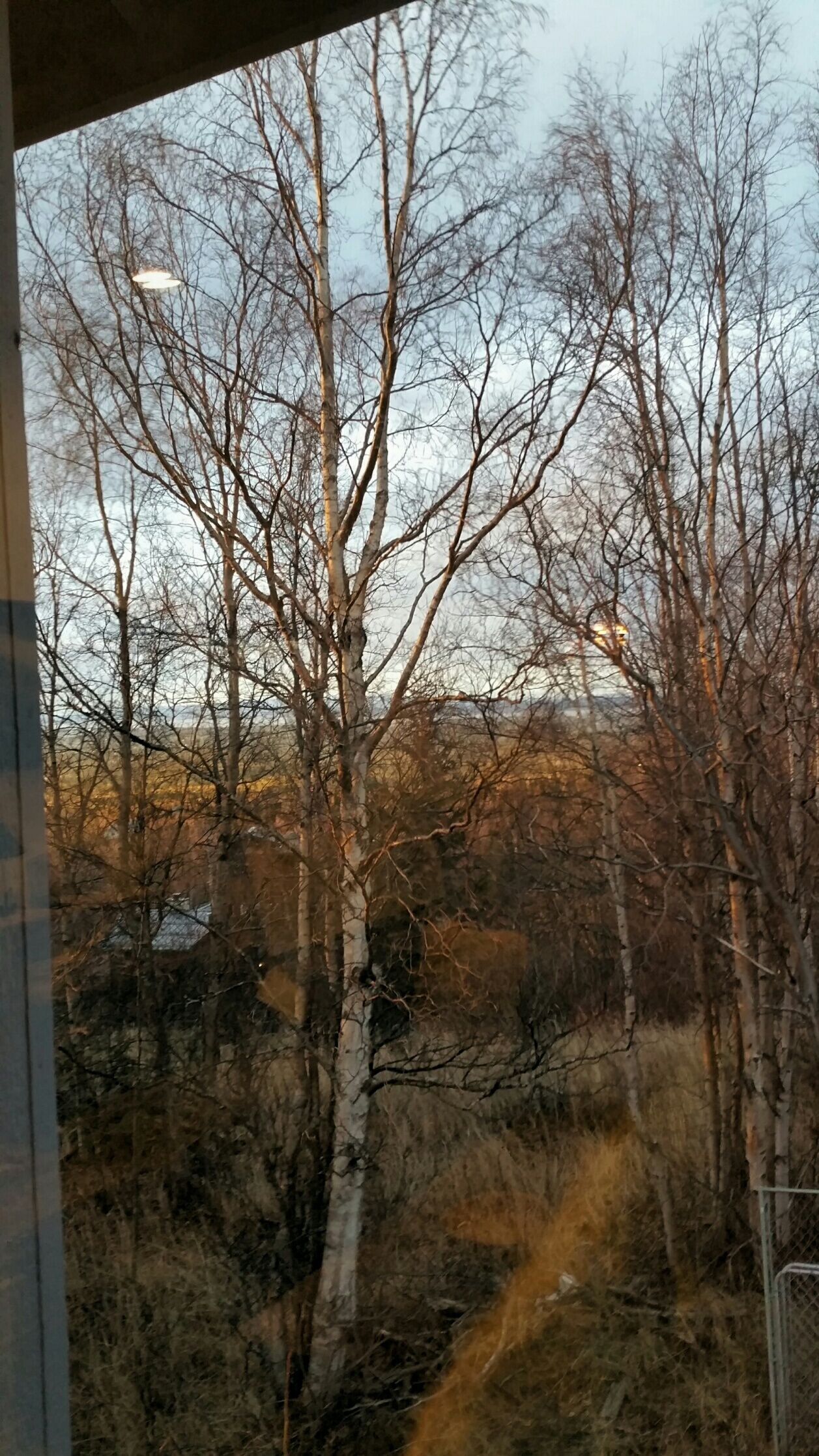 A view of leafless trees and a fence, likely indicating a rural or forested area.