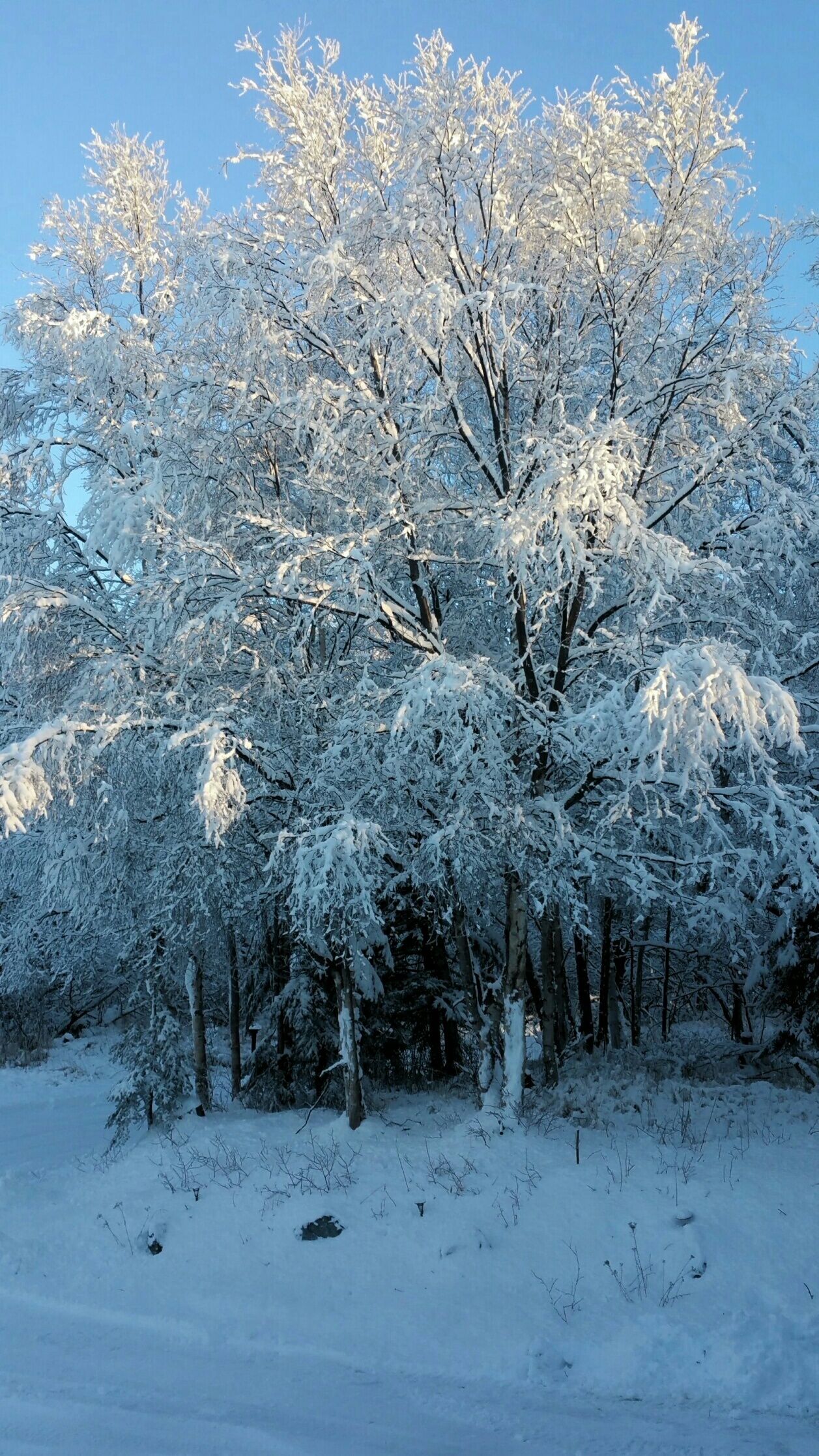 Une forêt enneigée, avec des arbres et un ciel bleu clair.