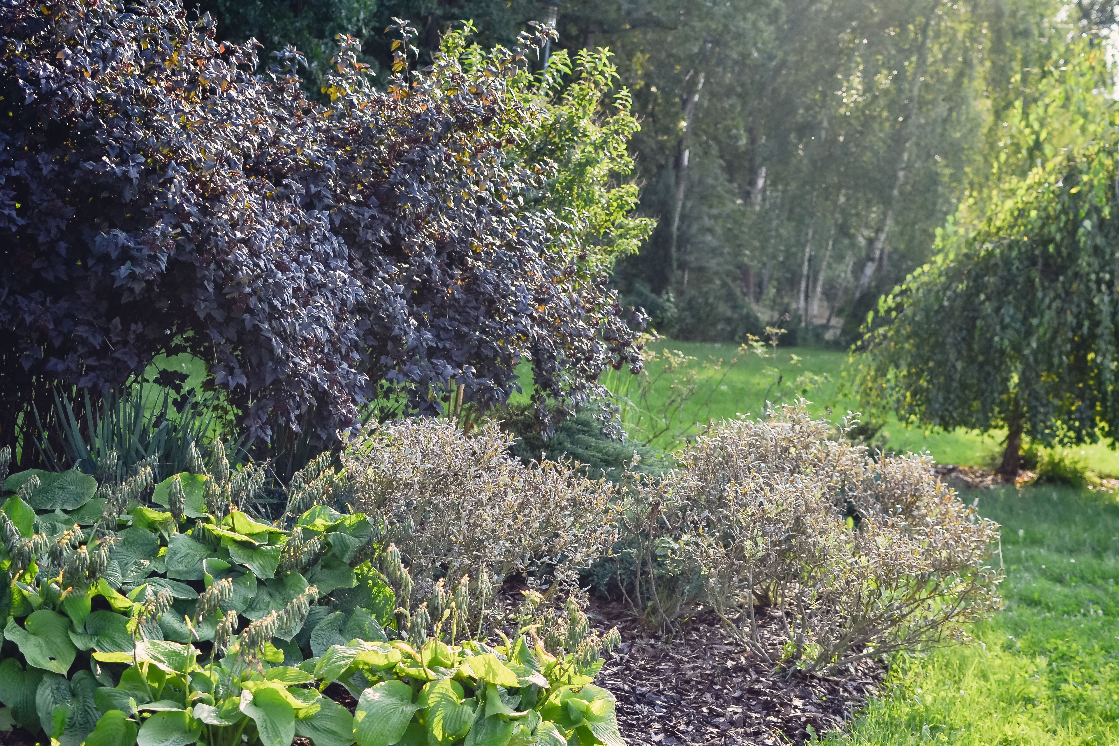 Un jardín con diversas plantas y arbustos.