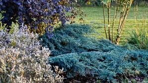 Un jardín con diversos arbustos y árboles, incluyendo un matorral destacado de hojas púrpuras y un árbol de coníferas.