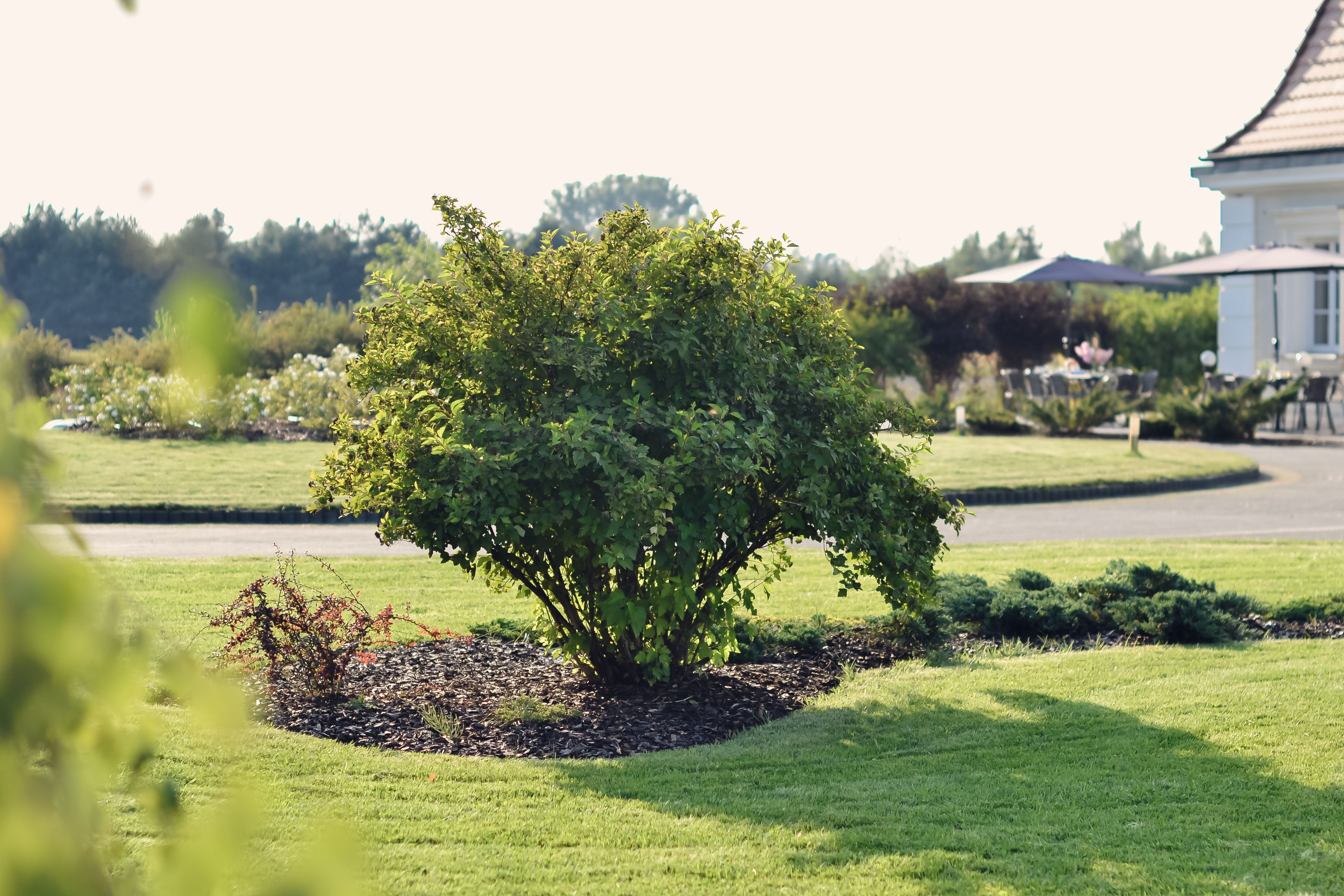 A well-maintained garden with a central shrub surrounded by a mulched area, a lawn, and a paved path.