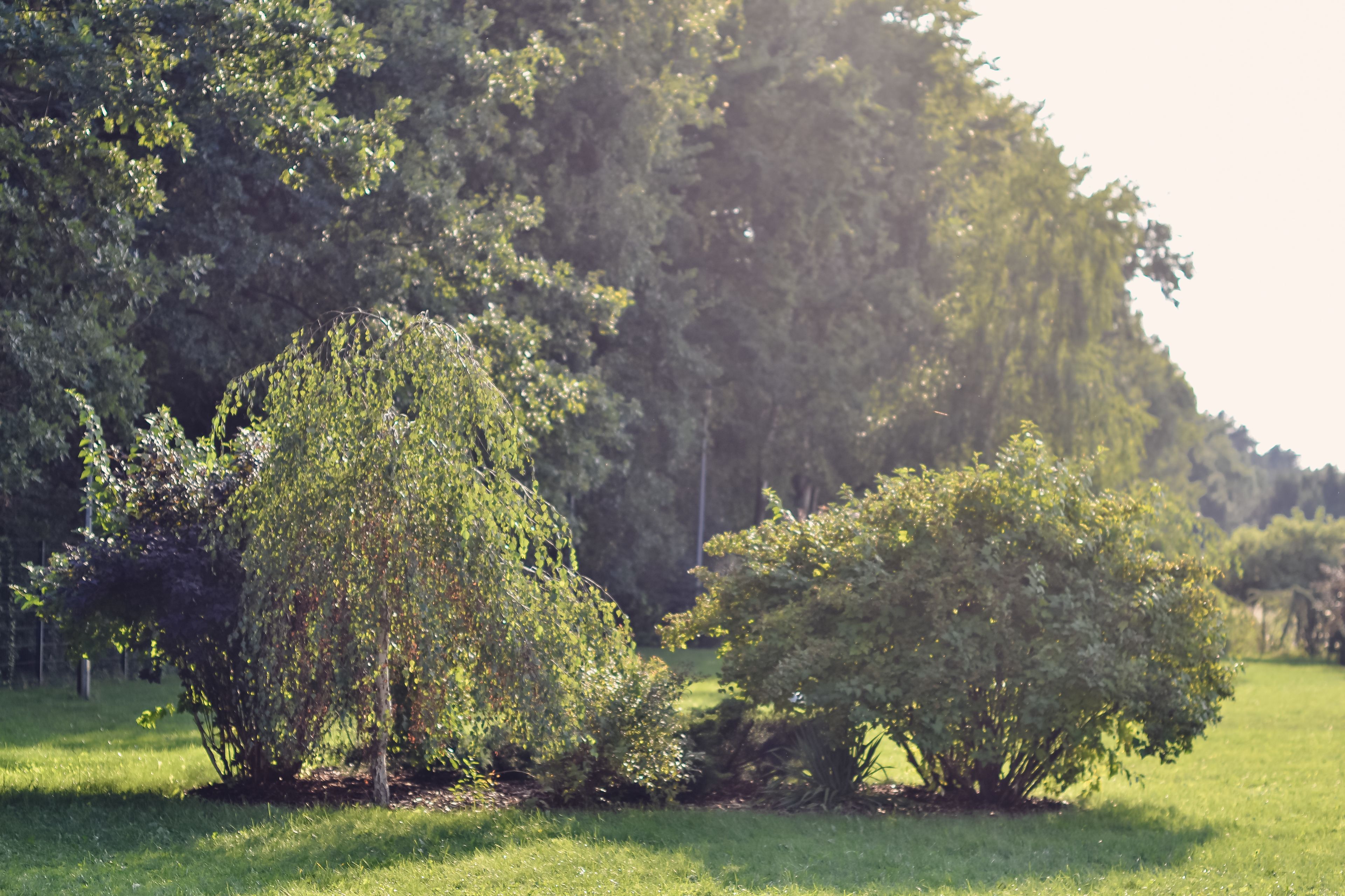 A lush green landscape with various trees and shrubs.