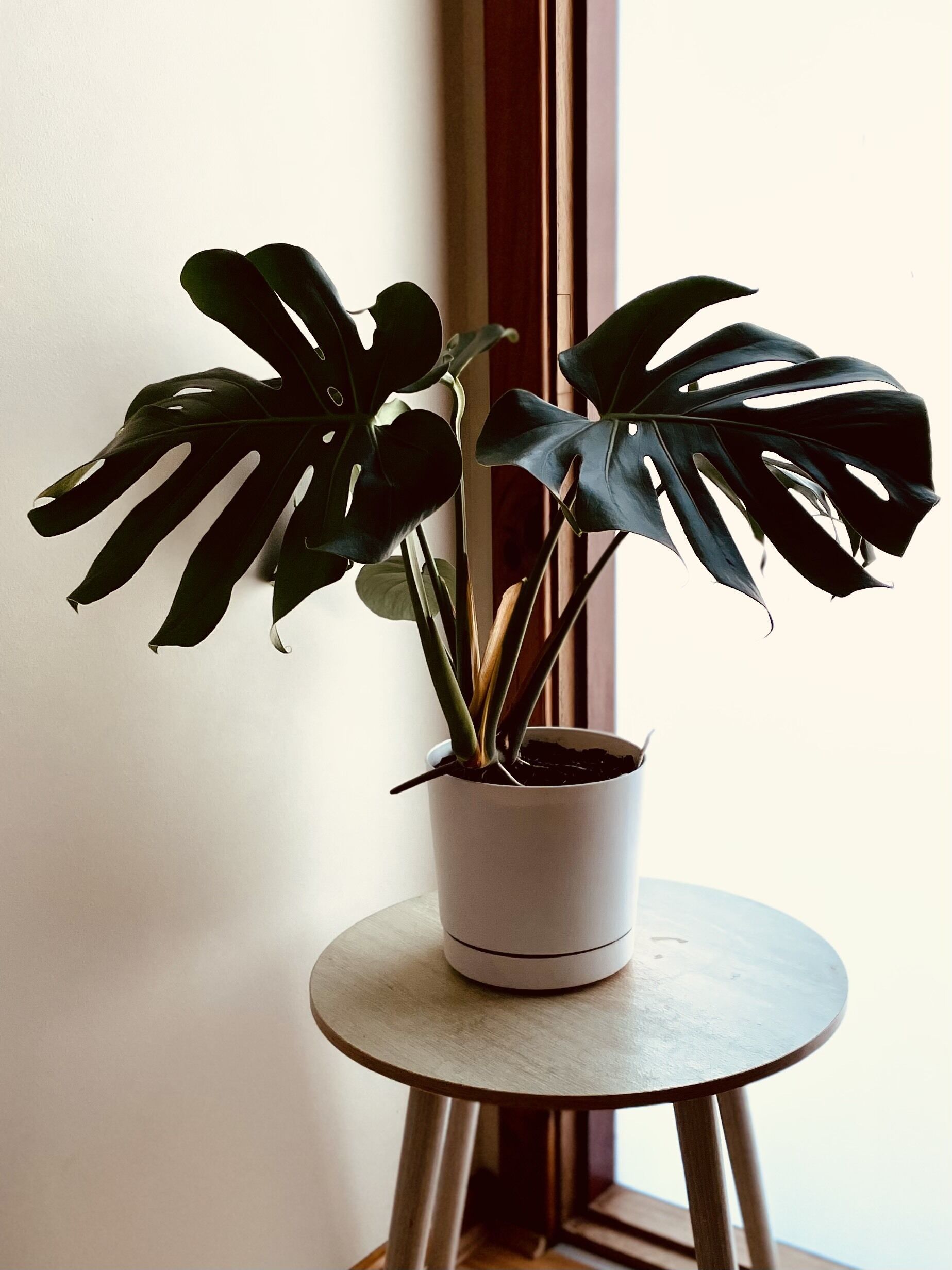 5 bedroom 2 bathroom family holiday home with views of Geographe Bay — image 14