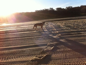 A dog on a sandy beach with tire tracks and the sun in the background. - ⭐ 🐠🐠⭐ Dingosden Happy Valley⭐️🐠🐠⭐️ (Fraser Island)