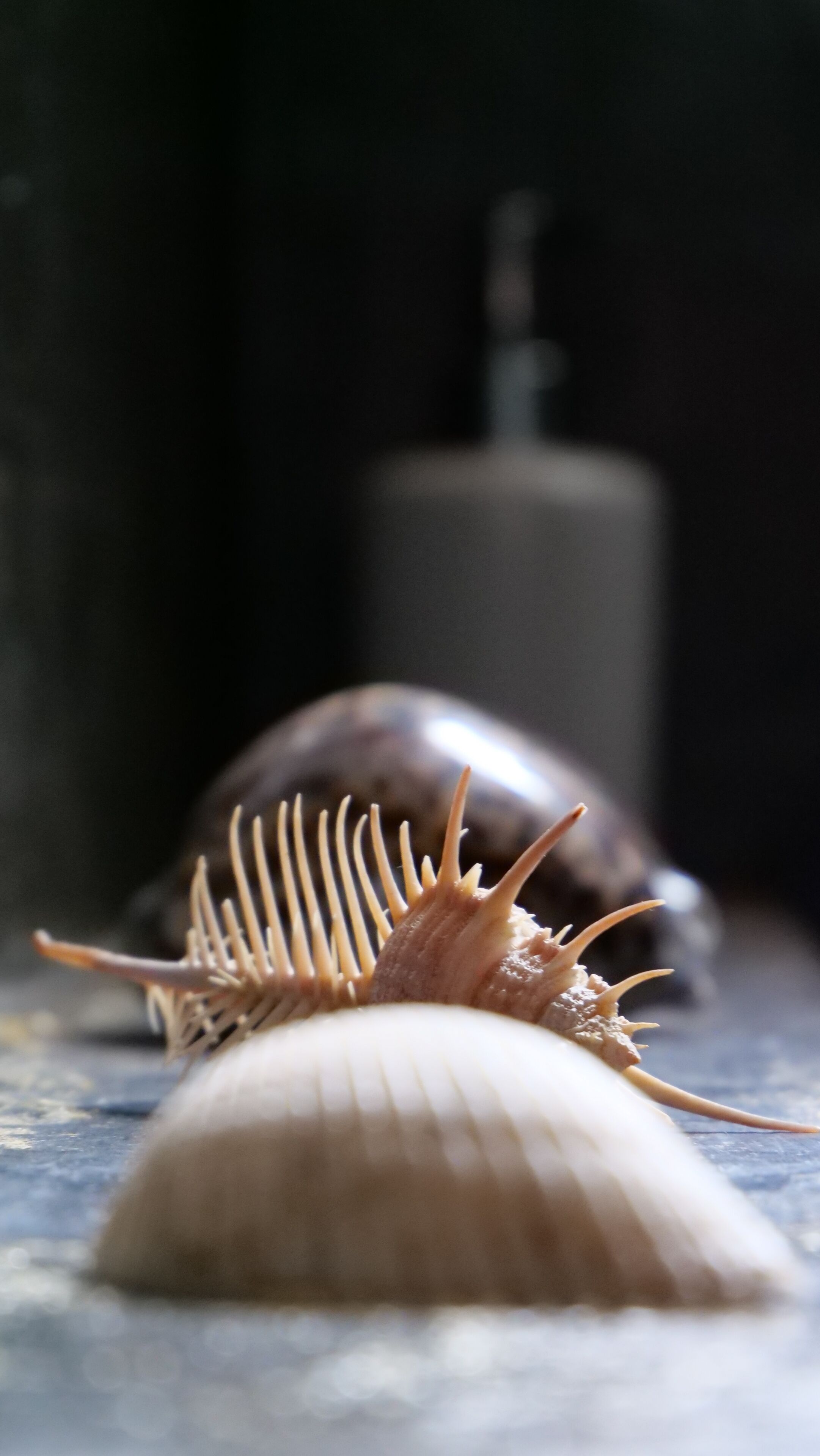 A close-up of a seashell with a pointed tip and a scallop shell in the foreground.
