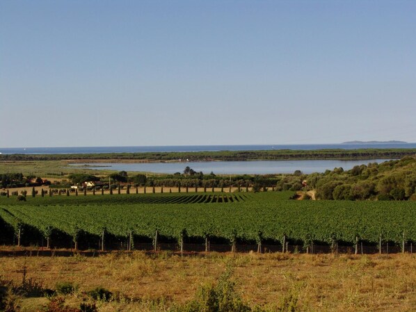 Viñedo con hileras de vid, una masa de agua y colinas al fondo.
