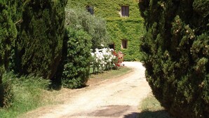 A pathway leading to a building with ivy-covered walls and windows, surrounded by tall evergreen trees. - Agriturismo Fattoria Il Casalone (Orbetello)