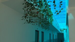 Een gang met hangplanten en een glazen plafond.