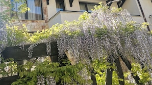 A multi-story building with balconies, stone facade, and a wisteria-covered tree in the foreground.